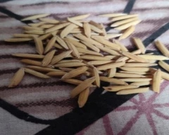 Pusa Basmati - PB 1121 Paddy for sale in Hamirpur