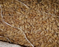 Normal Wheat for sale in Damoh