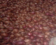 Red Onion for sale in Ujjain