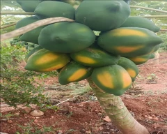 Number 15 Papaya for sale in Bengaluru Urban