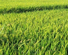 Normal Paddy for sale in Annamayya