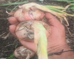 Garwa Onion for sale in Gadag