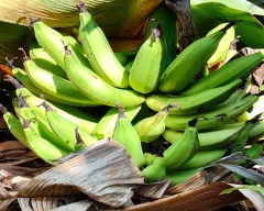 Nendran Banana for sale in Coimbatore