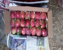 Kashmiri Apple for sale in Kupwara