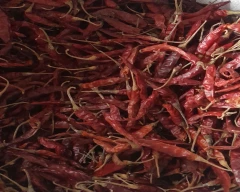 Teja Dry Chilli for sale in Katni