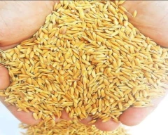 2626 Paddy for sale in Nainital