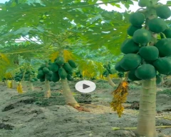 Red Lady Taiwan 786 Papaya for sale in Begusarai