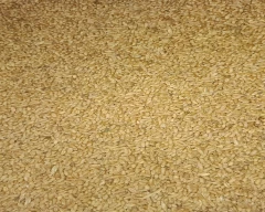 Lokwan Wheat for sale in Rohtas