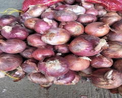 A Grade Quality Onion for sale in Karnal