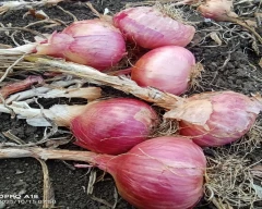 A Grade Quality Onion for sale in Bagalkot