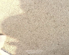 2626 Paddy for sale in Nuh