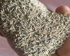 Brown Jeera for sale in Davangere