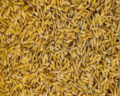 6444 Paddy for sale in Sitapur