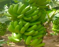 A1 Banana for sale in Jalgaon