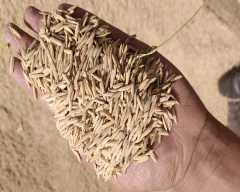 1509 Paddy for sale in Karnal