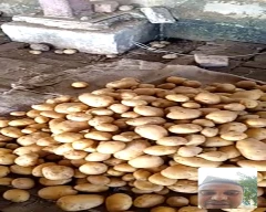 Pukhraj Potato for sale in Mehsana