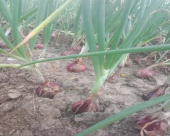 Red Onion for sale in Rewari