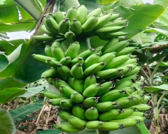 Yelakki Banana for sale in Annamayya