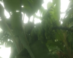 Yelakki Banana for sale in Krishnagiri