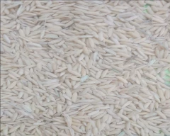 27P37 Paddy for sale in Hardoi