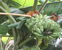 Yelakki Banana for sale in Bengaluru Urban