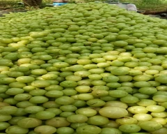 A Grade Quality Amla for sale in YSR District