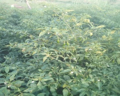 Hybrid Green Chilli for sale in Khargone