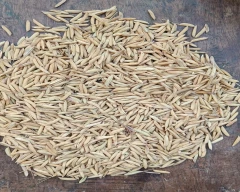 A Grade Quality Paddy for sale in Bareilly