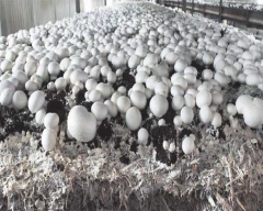 Button Mushroom for sale in Nalanda