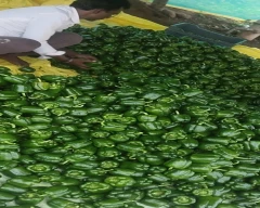 Normal Capsicum for sale in Seoni