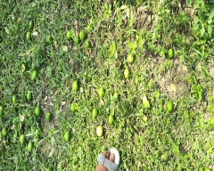 A Grade Quality Lemon for sale in East Godavari