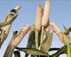 Kaveri (KSB) Bajra for sale in Gwalior