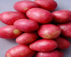 Sindhuri Potato for sale in Kannauj