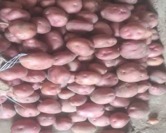 Lal Rajendra 1 Potato for sale in Barabanki