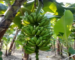 G-9 Banana for sale in Ambala