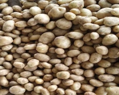 3797 Potato for sale in Mainpuri
