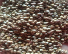 Common Millet for sale in Sambhal