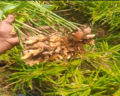 Rigodi Ginger for sale in Uttara Kannada