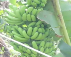 A1 Banana for sale in Lakhimpur