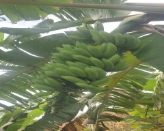 Yelakki Banana for sale in Haveri