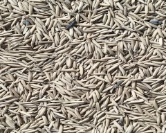BH-21 Paddy for sale in Fatehpur