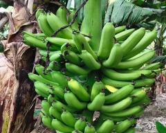 Robusta Banana for sale in Kushinagar