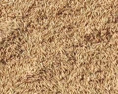 Pusa Basmati - 1692 Paddy for sale in Bundi