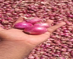 Red Onion for sale in Tirupati