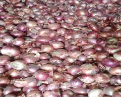 B Grade Quality Onion for sale in Dewas