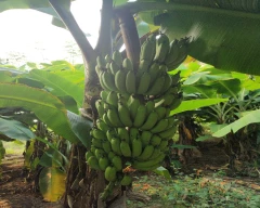 G-9 Banana for sale in Balangir