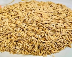 Normal Paddy for sale in Ballari