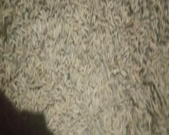 BH-21 Paddy for sale in Amroha