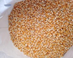 A Grade Quality Maize for sale in Solapur