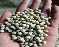 Dried green Green Peas for sale in Damoh